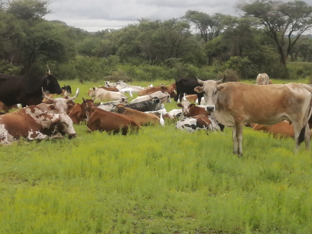 Mlezu College of Agriculture